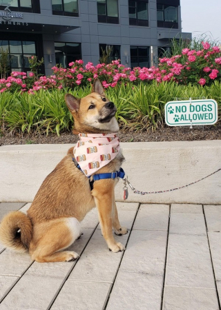 Illustration de l'article : Inquiets pour leur chien échappé de chez le toiletteur, ils retrouvent le sourire grâce à un sans-abri