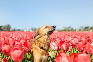 Illustration de l'article : 14 magnifiques photos de Tofu, chienne traumatisée que rien n'apaise autant que les fleurs