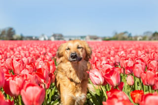 Illustration de l'article : 14 magnifiques photos de Tofu, chienne traumatisée que rien n'apaise autant que les fleurs