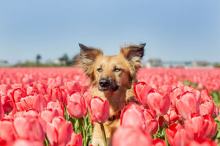 Illustration de l'article : 14 magnifiques photos de Tofu, chienne traumatisée que rien n'apaise autant que les fleurs