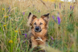 Illustration de l'article : 14 magnifiques photos de Tofu, chienne traumatisée que rien n'apaise autant que les fleurs