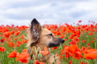 Illustration de l'article : 14 magnifiques photos de Tofu, chienne traumatisée que rien n'apaise autant que les fleurs