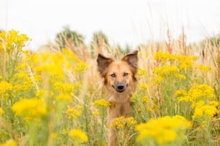 Illustration de l'article : 14 magnifiques photos de Tofu, chienne traumatisée que rien n'apaise autant que les fleurs