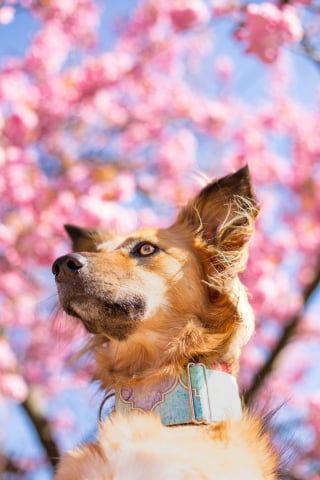 Illustration de l'article : 14 magnifiques photos de Tofu, chienne traumatisée que rien n'apaise autant que les fleurs