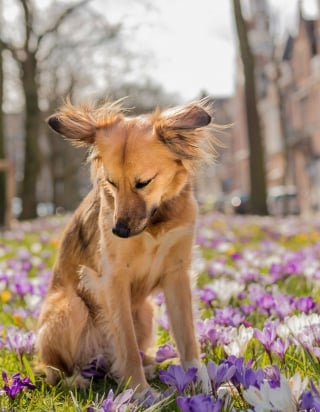 Illustration de l'article : 14 magnifiques photos de Tofu, chienne traumatisée que rien n'apaise autant que les fleurs