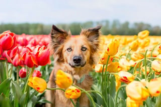 Illustration de l'article : 14 magnifiques photos de Tofu, chienne traumatisée que rien n'apaise autant que les fleurs