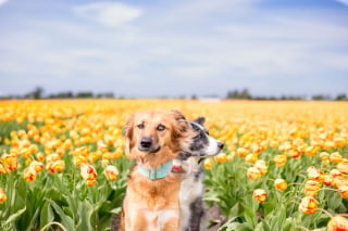 Illustration de l'article : 14 magnifiques photos de Tofu, chienne traumatisée que rien n'apaise autant que les fleurs