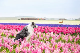 Illustration de l'article : 14 magnifiques photos de Tofu, chienne traumatisée que rien n'apaise autant que les fleurs