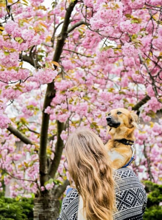 Illustration de l'article : 14 magnifiques photos de Tofu, chienne traumatisée que rien n'apaise autant que les fleurs