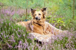 Illustration de l'article : 14 magnifiques photos de Tofu, chienne traumatisée que rien n'apaise autant que les fleurs