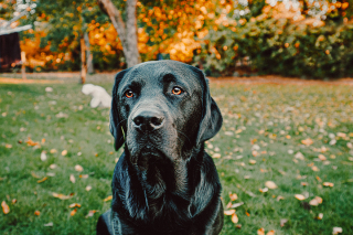 Illustration de l'article : Un Labrador Retriever de 14 ans sauvé in extremis par la Fondation 30 Millions d’Amis se remet au refuge