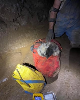 Illustration de l'article : Opération de sauvetage délicate dans une grotte pour un chien perdu depuis près de 2 mois