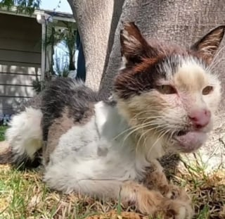 Illustration de l'article : Malade en phase terminale, ce chat s'accroche à la vie avec une volonté exceptionnelle