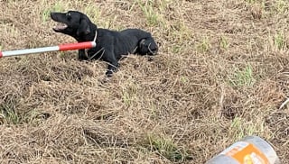 Illustration de l'article : Habitants et policiers se mobilisent pour sauver une chienne ayant la tête coincée dans un bocal depuis une semaine