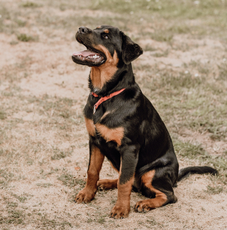 Illustration de l'article : Un Rottweiler laissé 4 jours sur un balcon sans ressource : son maître placé en garde à vue