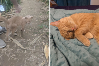 Illustration de l'article : 20 photos touchantes de chats totalement transformés par leur adoption