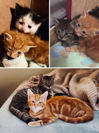 Illustration de l'article : 20 photos touchantes de chats totalement transformés par leur adoption