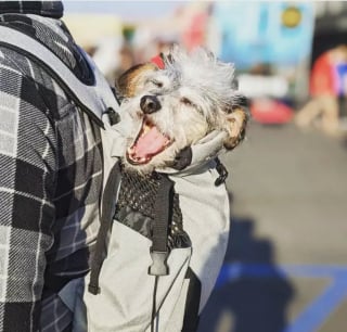 Illustration de l'article : 20 chiens confortablement installés dans leur sac et fin prêts pour la rando