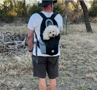 Illustration de l'article : 20 chiens confortablement installés dans leur sac et fin prêts pour la rando