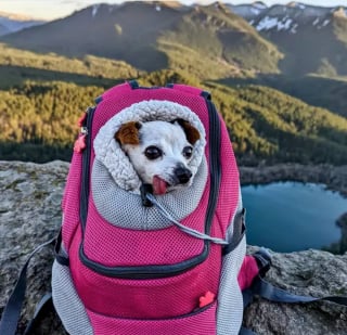 Illustration de l'article : 20 chiens confortablement installés dans leur sac et fin prêts pour la rando