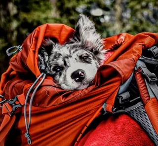 Illustration de l'article : 20 chiens confortablement installés dans leur sac et fin prêts pour la rando