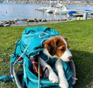 Illustration de l'article : 20 chiens confortablement installés dans leur sac et fin prêts pour la rando