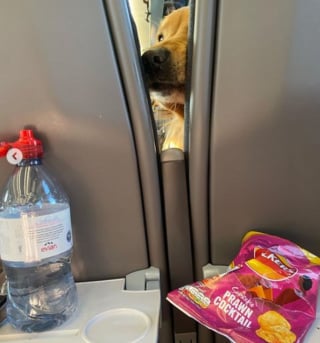 Illustration de l'article : La vaine mais hilarante tentative de ce Golden Retriever d'attraper des chips dans un train devient virale