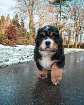 Illustration de l'article : 20 photos d'un Bouvier Bernois prises pendant 4 ans et montrant l'évolution de ce magnifique chien