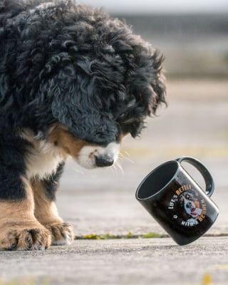 Illustration de l'article : 20 photos d'un Bouvier Bernois prises pendant 4 ans et montrant l'évolution de ce magnifique chien