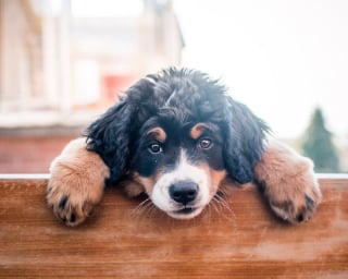 Illustration de l'article : 20 photos d'un Bouvier Bernois prises pendant 4 ans et montrant l'évolution de ce magnifique chien