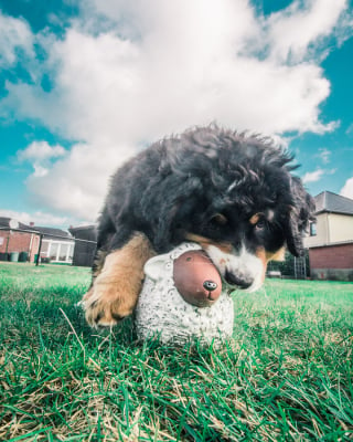 Illustration de l'article : 20 photos d'un Bouvier Bernois prises pendant 4 ans et montrant l'évolution de ce magnifique chien