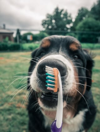 Illustration de l'article : 20 photos d'un Bouvier Bernois prises pendant 4 ans et montrant l'évolution de ce magnifique chien