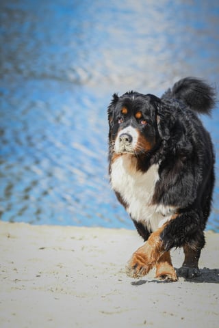 Illustration de l'article : 20 photos d'un Bouvier Bernois prises pendant 4 ans et montrant l'évolution de ce magnifique chien