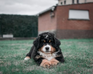 Illustration de l'article : 20 photos d'un Bouvier Bernois prises pendant 4 ans et montrant l'évolution de ce magnifique chien