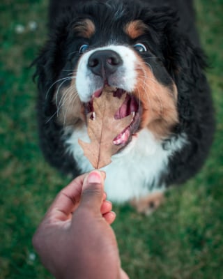 Illustration de l'article : 20 photos d'un Bouvier Bernois prises pendant 4 ans et montrant l'évolution de ce magnifique chien