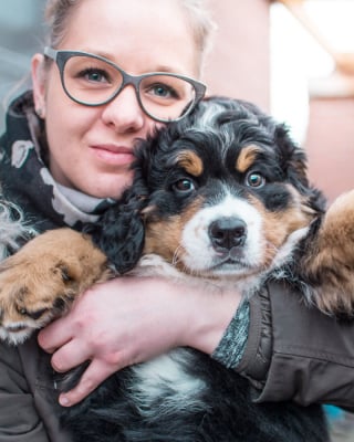 Illustration de l'article : 20 photos d'un Bouvier Bernois prises pendant 4 ans et montrant l'évolution de ce magnifique chien