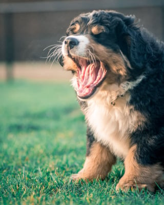 Illustration de l'article : 20 photos d'un Bouvier Bernois prises pendant 4 ans et montrant l'évolution de ce magnifique chien