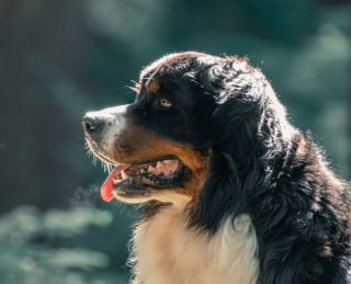 Illustration de l'article : 20 photos d'un Bouvier Bernois prises pendant 4 ans et montrant l'évolution de ce magnifique chien