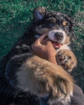 Illustration de l'article : 20 photos d'un Bouvier Bernois prises pendant 4 ans et montrant l'évolution de ce magnifique chien