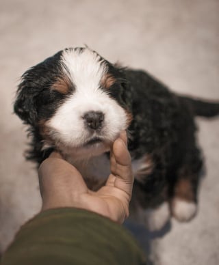 Illustration de l'article : 20 photos d'un Bouvier Bernois prises pendant 4 ans et montrant l'évolution de ce magnifique chien