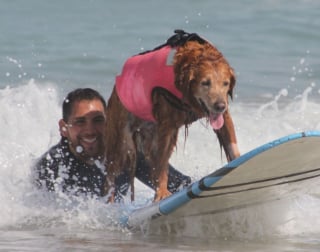 Illustration de l'article : La chienne de thérapie surfeuse dompte les vagues une dernière fois et prend officiellement sa retraite 