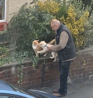 Illustration de l'article : La vidéo adorable d'un homme présentant son chiot au chat du quartier devient virale, et on comprend pourquoi !