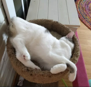Illustration de l'article : 16 photos de chats qui expriment leur anticonformisme par leurs positions de sommeil