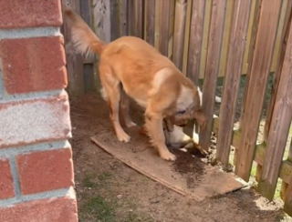 Illustration de l'article : Un Golden Retriever creuse un trou sous la clôture pour que la chienne des voisins puisse venir jouer avec lui (vidéo)