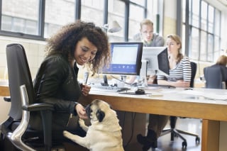 Illustration de l'article : 20 photos de chiens ravis d'accompagner leur humain au travail