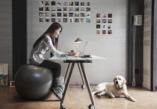 Illustration de l'article : 20 photos de chiens ravis d'accompagner leur humain au travail