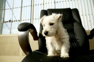 Illustration de l'article : 20 photos de chiens ravis d'accompagner leur humain au travail