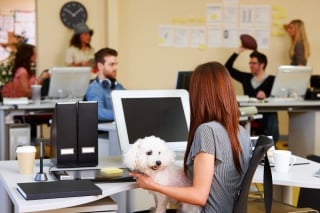 Illustration de l'article : 20 photos de chiens ravis d'accompagner leur humain au travail