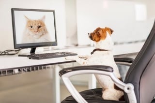 Illustration de l'article : 20 photos de chiens ravis d'accompagner leur humain au travail