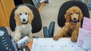 Illustration de l'article : 20 photos de chiens ravis d'accompagner leur humain au travail